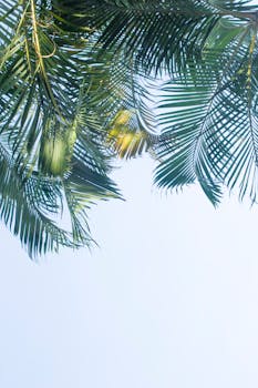Vertical shot of palm leaves with a clear sky background, perfect for tropical themes.