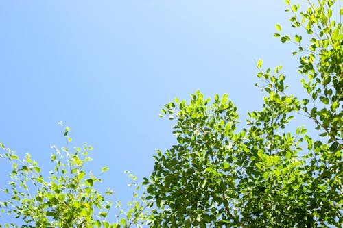 Tropical branch under blue sky