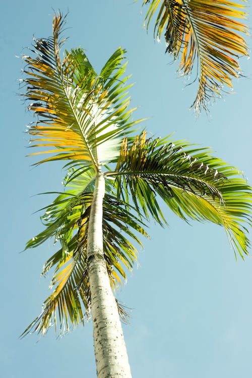 Low Angle Shot of a Palm Tree under a Clear Sky