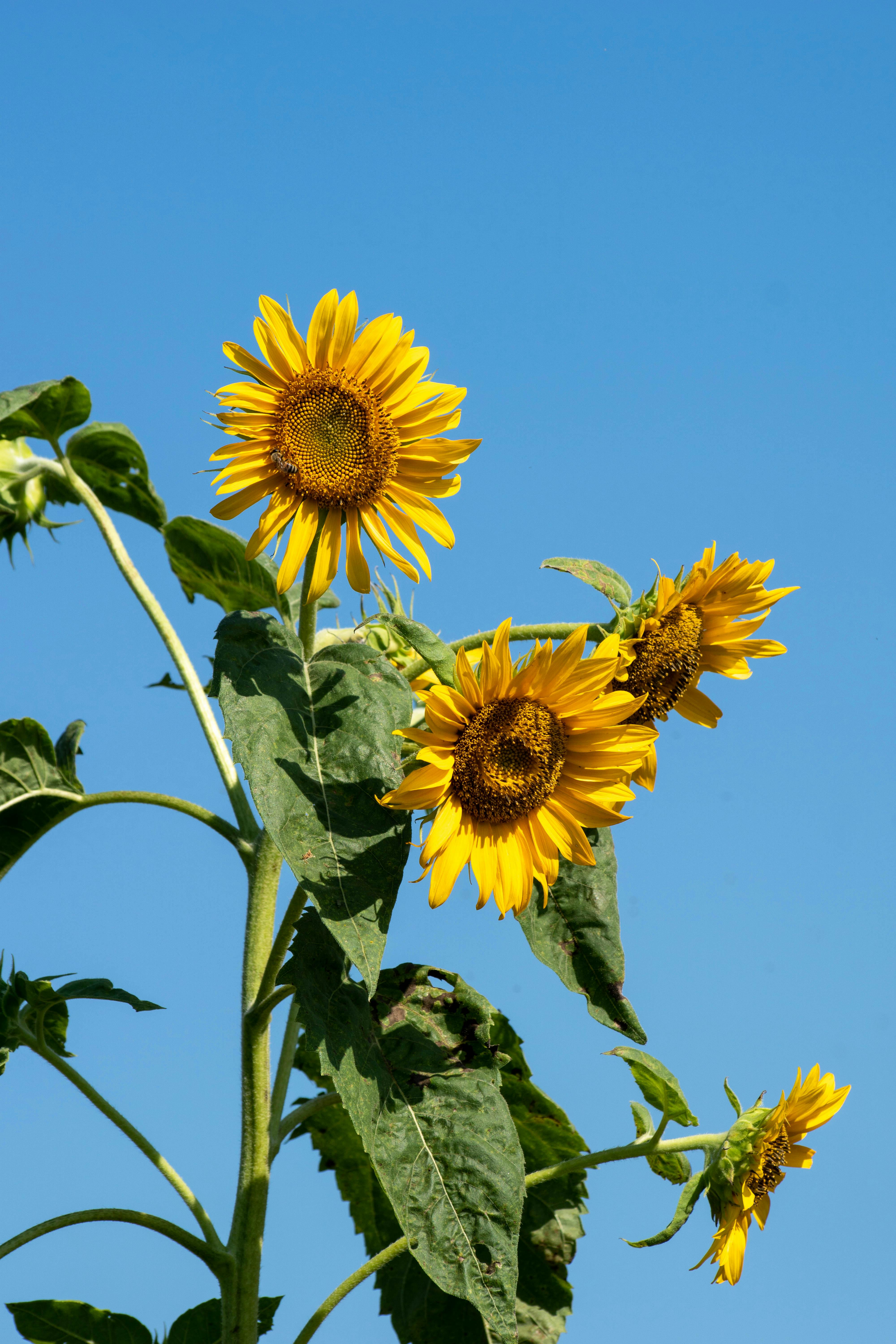 Blooming Sunflowers on a Garden · Free Stock Photo