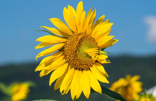 Close-Up Shot of a Blooming Sunflower 