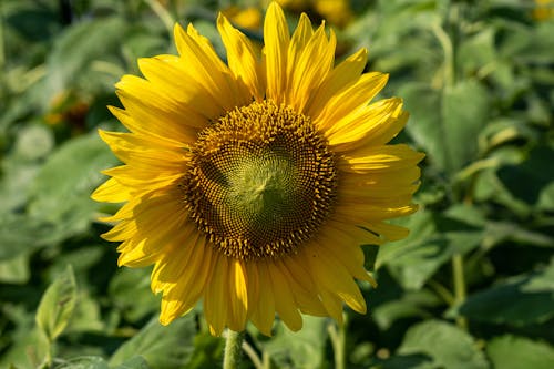 Sunflower in Close Up Photography