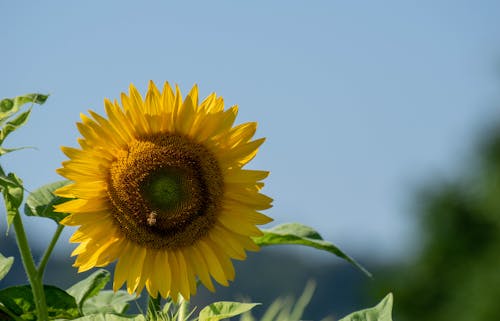 A Sunflower in Bloom