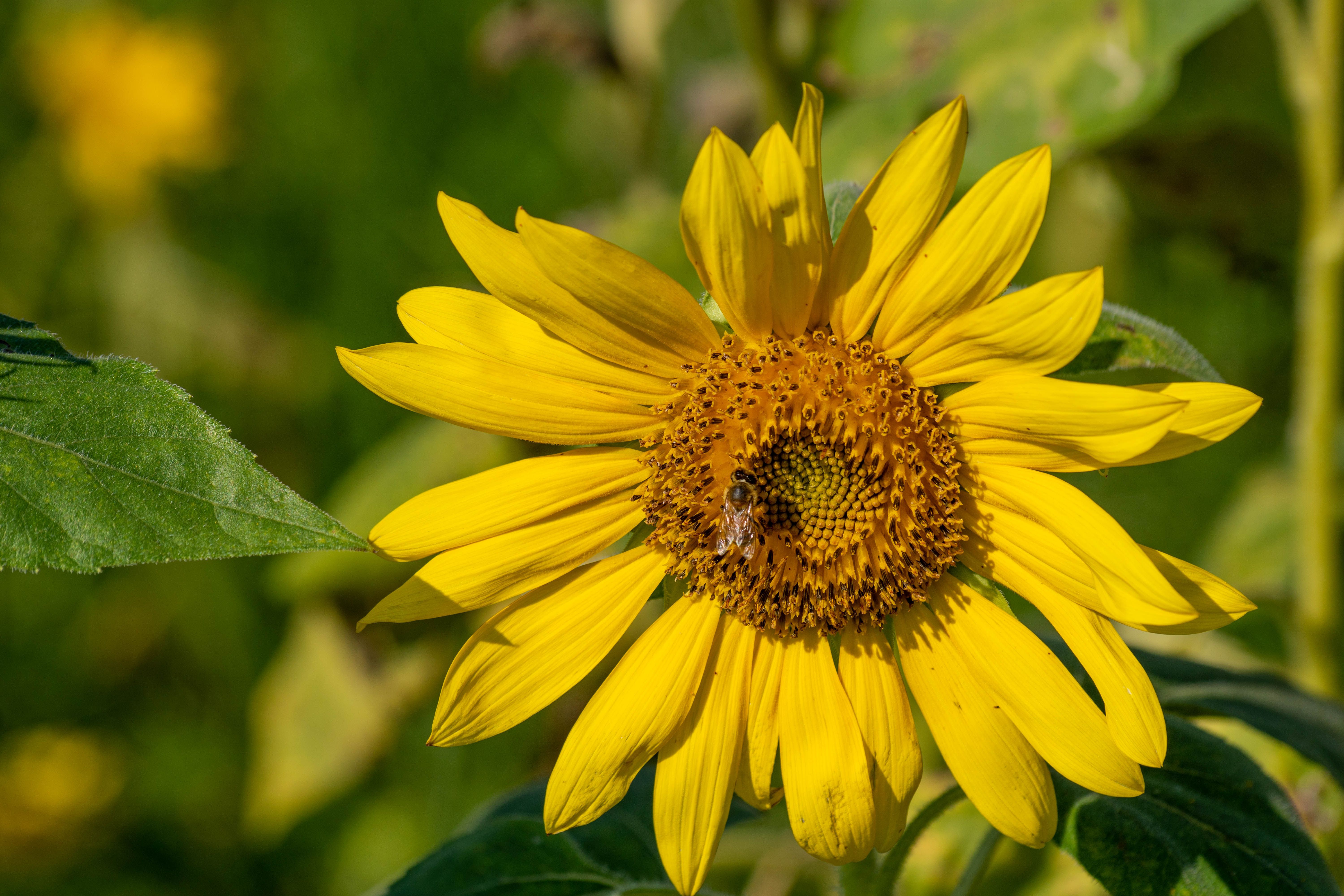 Close-Up Shot of a Blooming Sunflower · Free Stock Photo