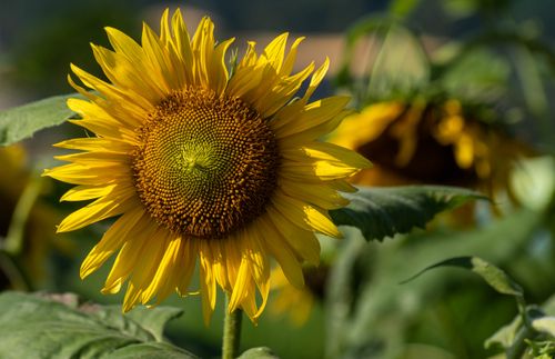 Funflower Sunflowers in Close Up Photography · Free Stock Photo