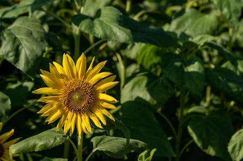 Безкоштовне стокове фото на тему «жовта квітка, зелене листя, квітка»