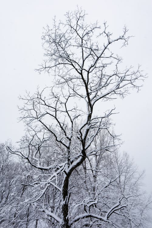 A Bare Tree with Snow