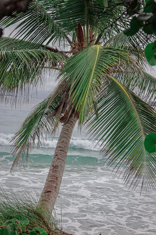 Tropical Coconut Tree on Beach Resort