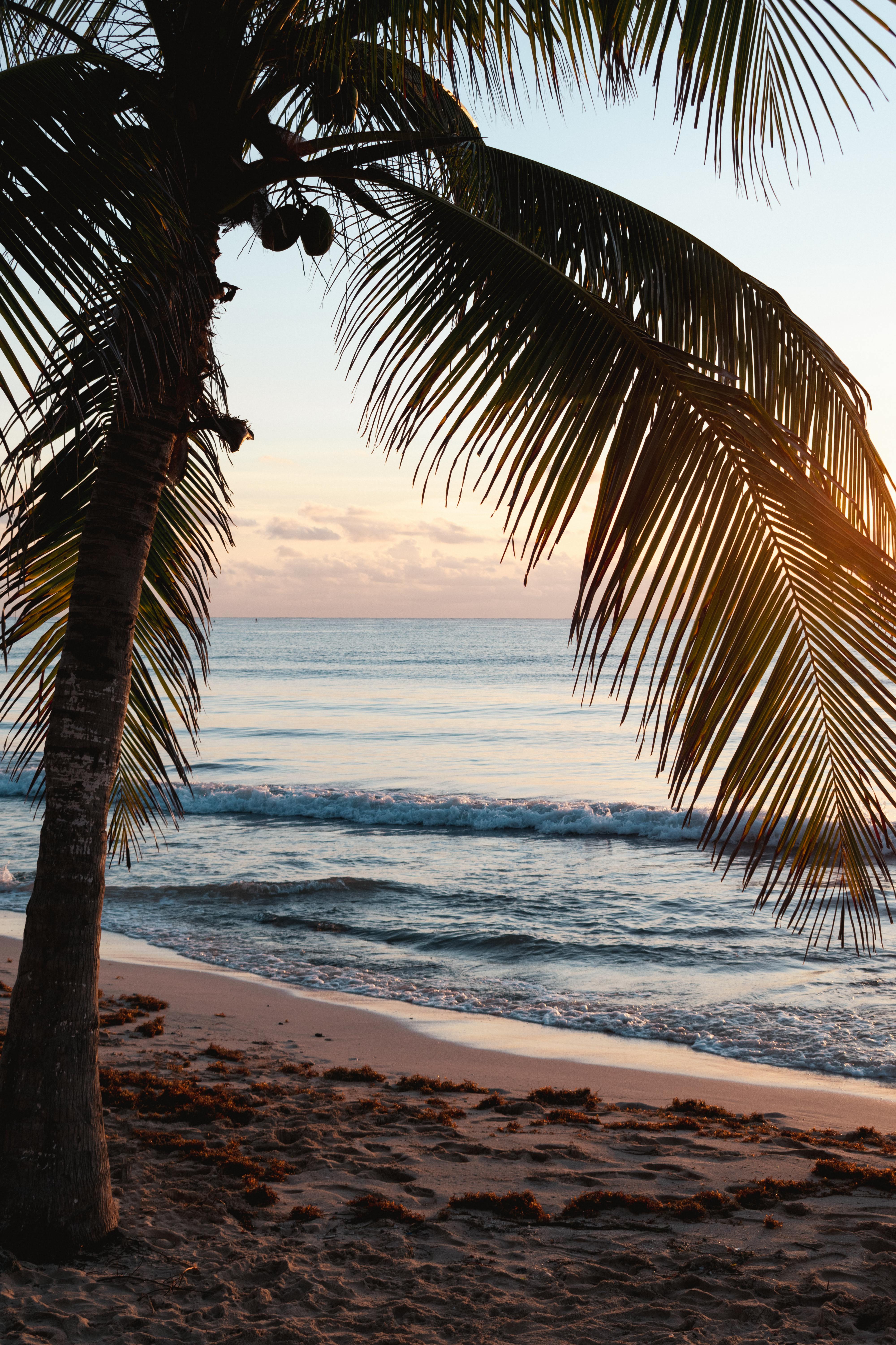 Tropical Coconut Tree On Beach Resort During Sunset · Free Stock Photo