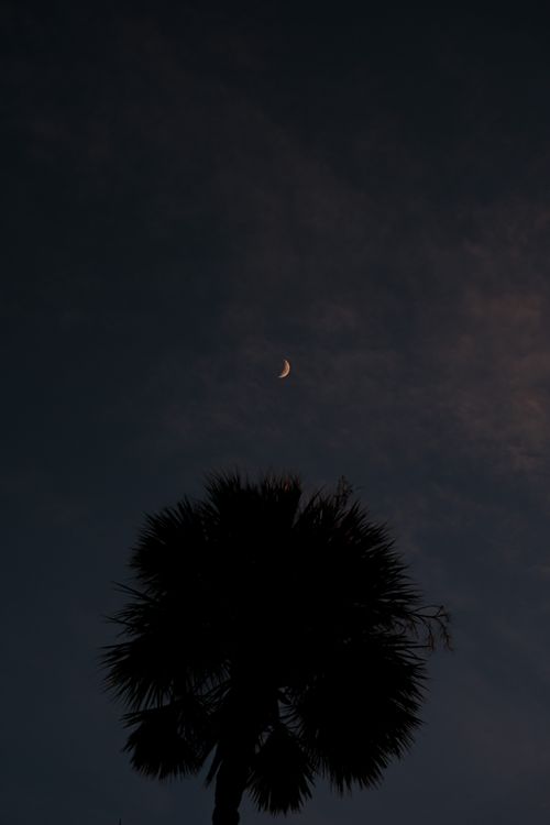 Free A serene moonlit night featuring a palm tree silhouette against a dark sky. Stock Photo