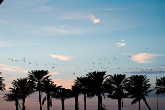 New Zealand's ambitious plan to save birds: A predator-free by 2050