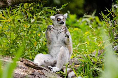 Lemur Sitting on Tree Trunk