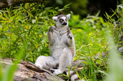 Free A ring-tailed lemur sits relaxingly on a log surrounded by vibrant green foliage in a natural setting. Stock Photo