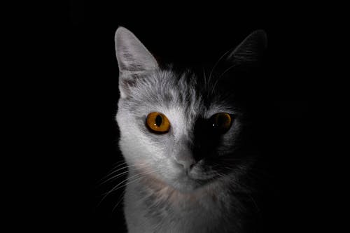 Kostnadsfri bild av husdjur fotografering, vit katt
