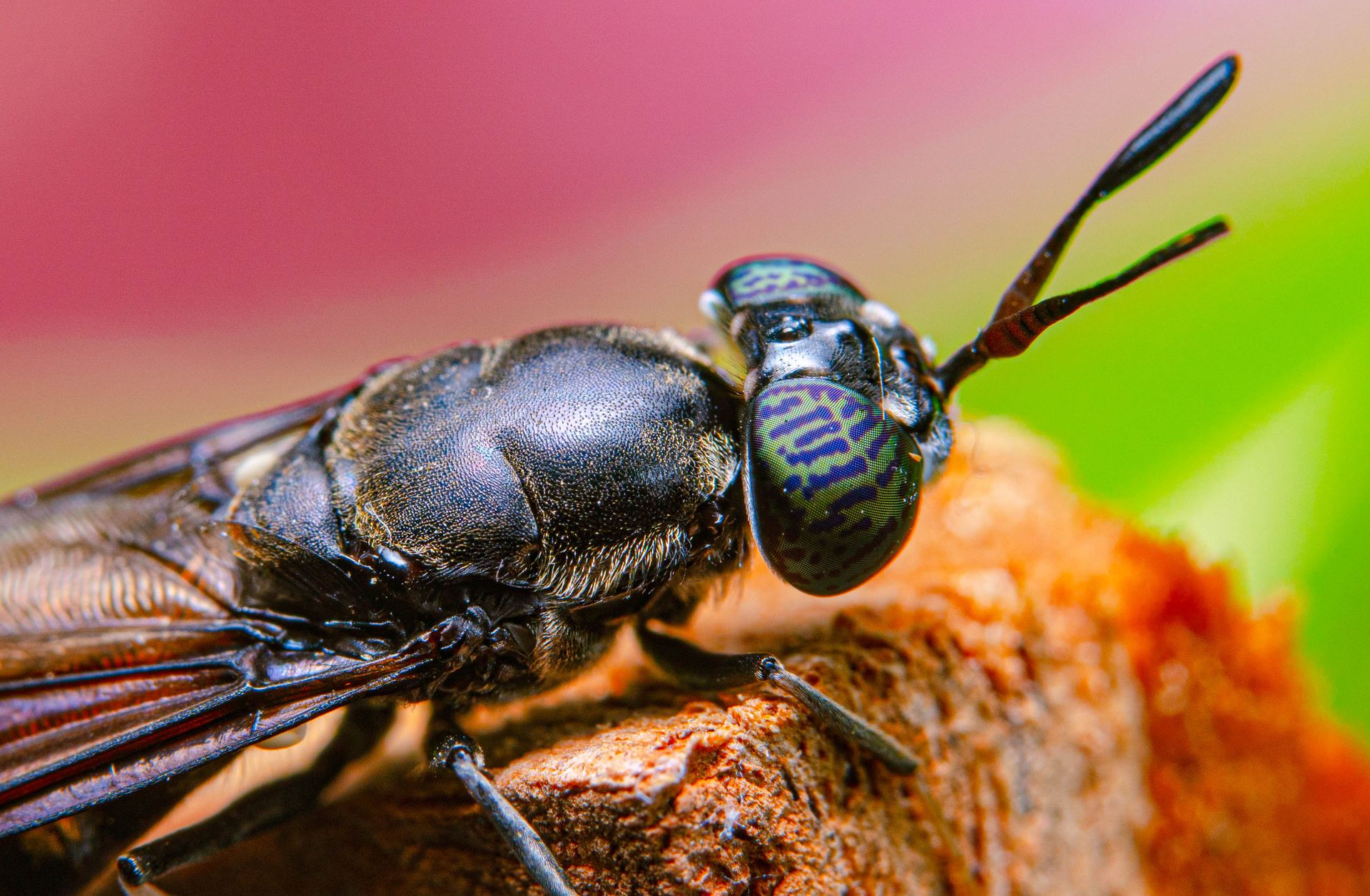 Extremely magnification Close-up face of a Black soldier Fly - MEET THE FLY THAT COULD HELP SAVE THE PLANET