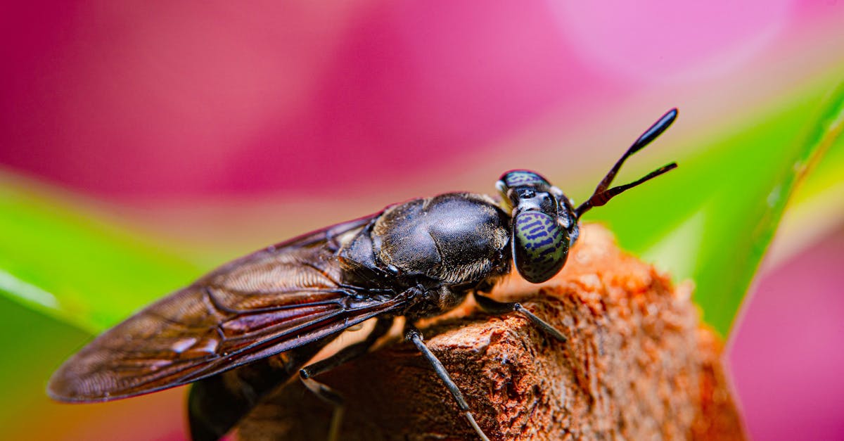 Close-up of a Black soldier Fly - MEET THE FLY THAT COULD HELP SAVE THE PLANET