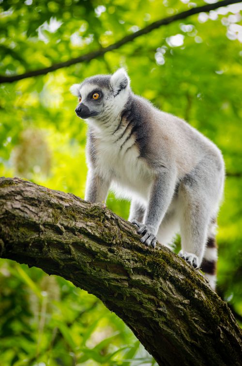Free A ring-tailed lemur perched on a tree branch in a lush forest. Stock Photo