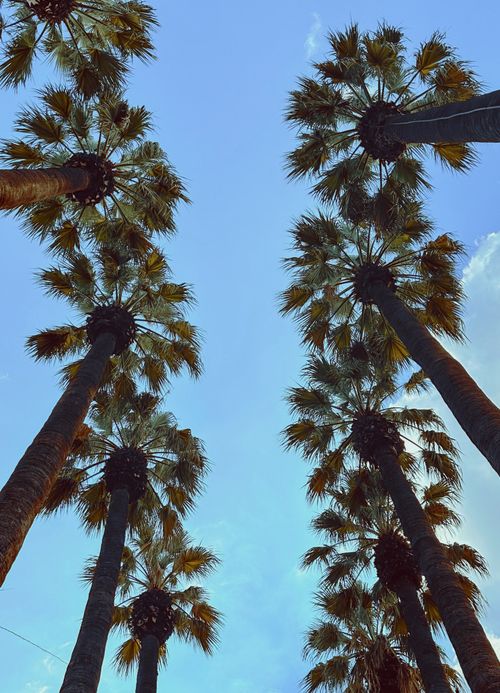 Free Low angle view of tall palm trees in Greece against a vivid blue sky, symbolizing tropical serenity. Stock Photo