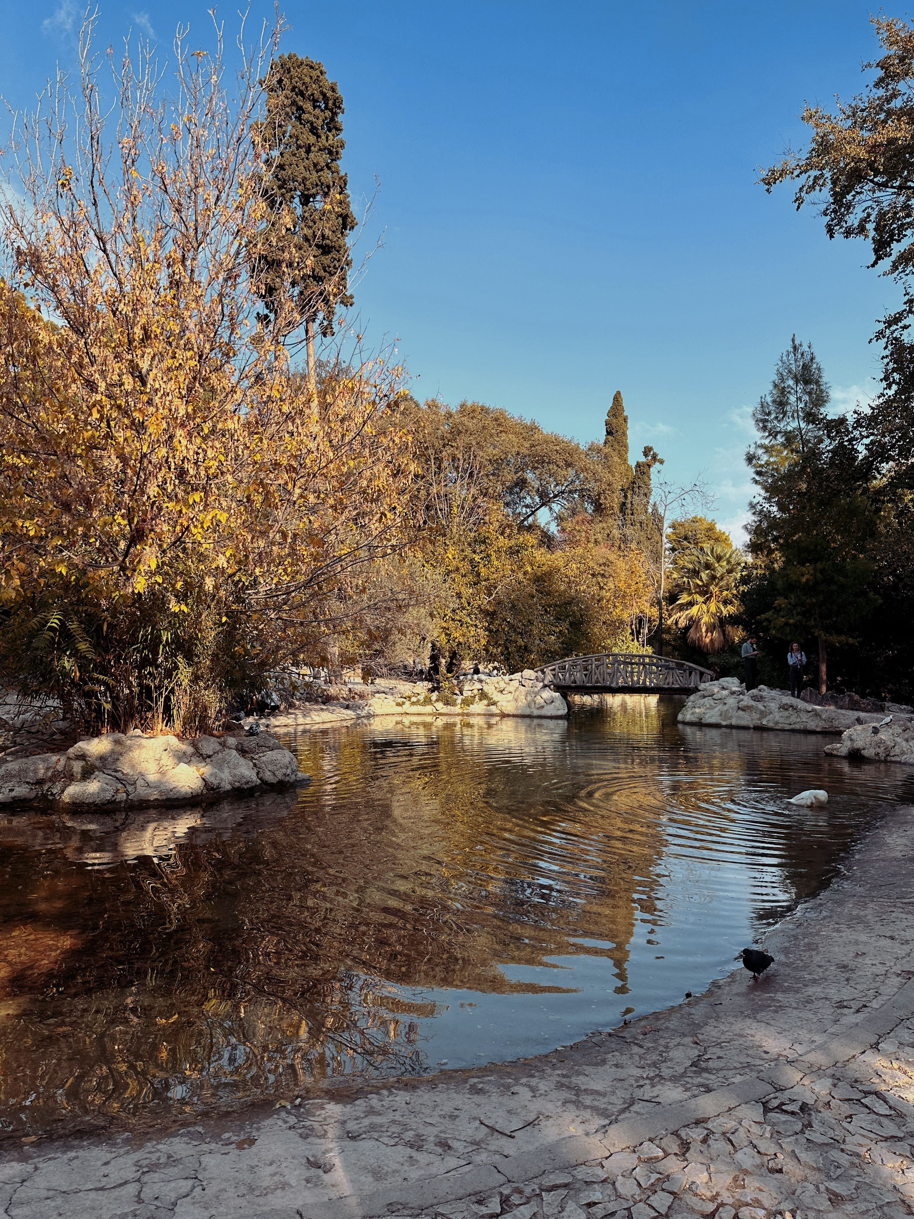 Pond in Autumn Park · Free Stock Photo