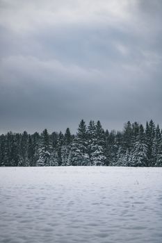 Serene winter landscape of snow-covered trees and cloudy sky in Montreal, Canada.