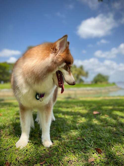 狗, 狗摄影, 狗散步 的 免费素材图片