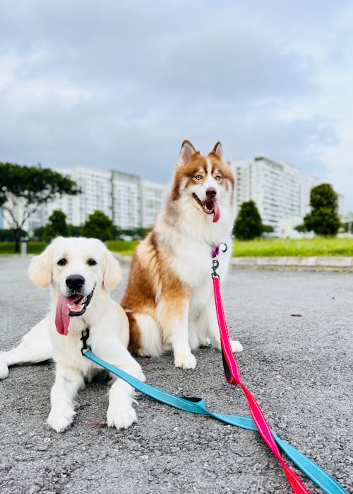 狗, 狗摄影, 狗散步 的 免费素材图片