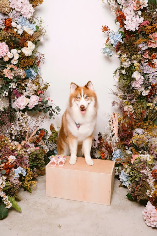 Siberian Husky Among Flowers 