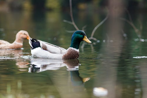 Foto stok gratis air, alam, burung-burung