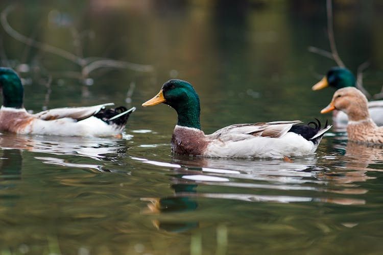 Ducks In Water 