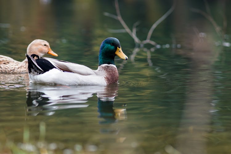 Ducks In Water 