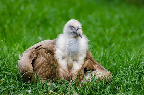 Eagle on Grassy Plains