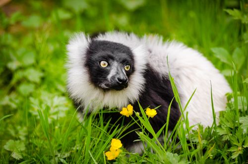 Free Close-up of a black and white ruffed lemur amidst vibrant green foliage and yellow flowers in the wild. Stock Photo