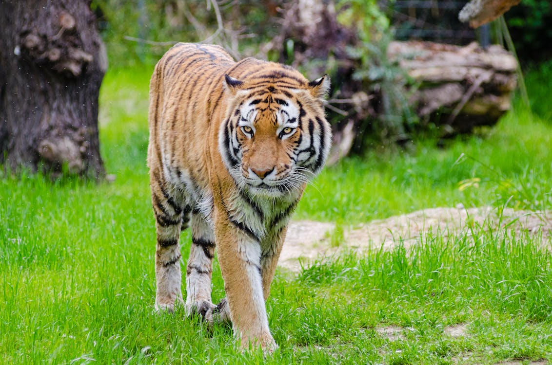 Free Orange and Black Bengal Tiger Walking on Green Grass Field during Daytime Stock Photo