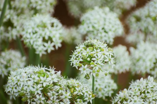 Free Detailed view of delicate white garlic chive flowers in full bloom, showcasing nature's beauty. Stock Photo