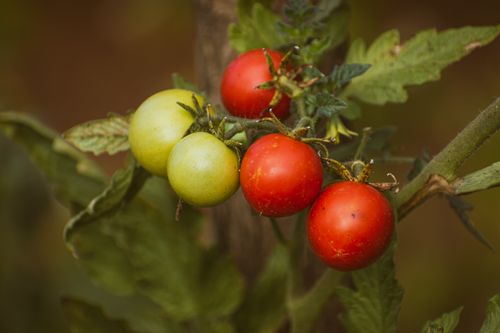 Free A vibrant display of fresh organic tomatoes on the vine, showcasing varying ripeness. Stock Photo