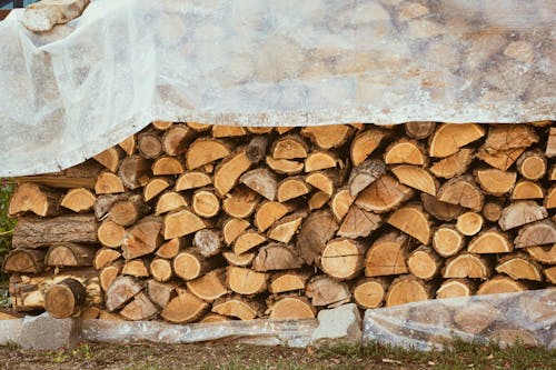 Foto stok gratis batang pohon, hutan cacah, kayu gelondongan