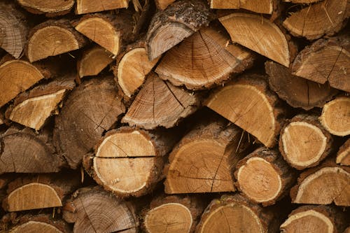 Foto stok gratis batang pohon, hutan cacah, kayu gelondongan