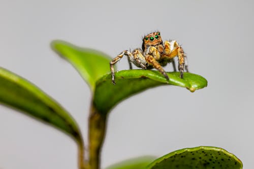 A Spider on Green Leaf