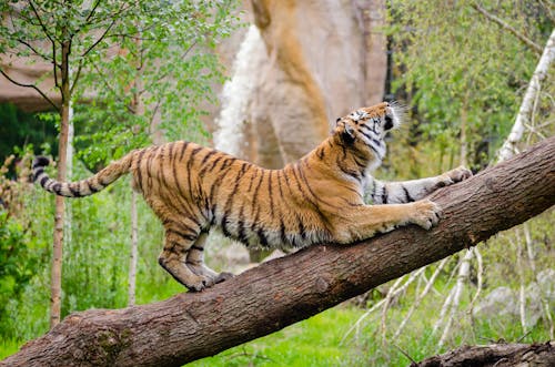 Tiger Stretching over Brown Trunk during Daytime