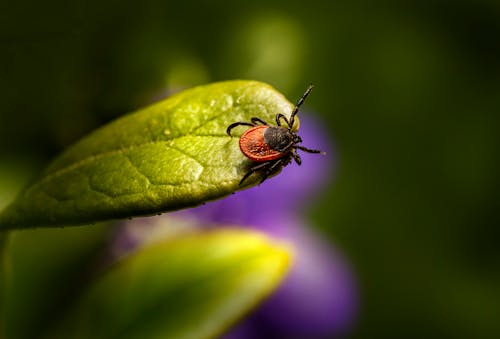 A Tick on a Green Leaf