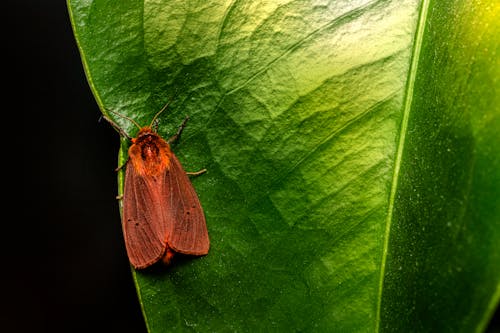 Ruby Tiger on a Green Leaf