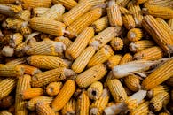 Bunch of Corn Cob