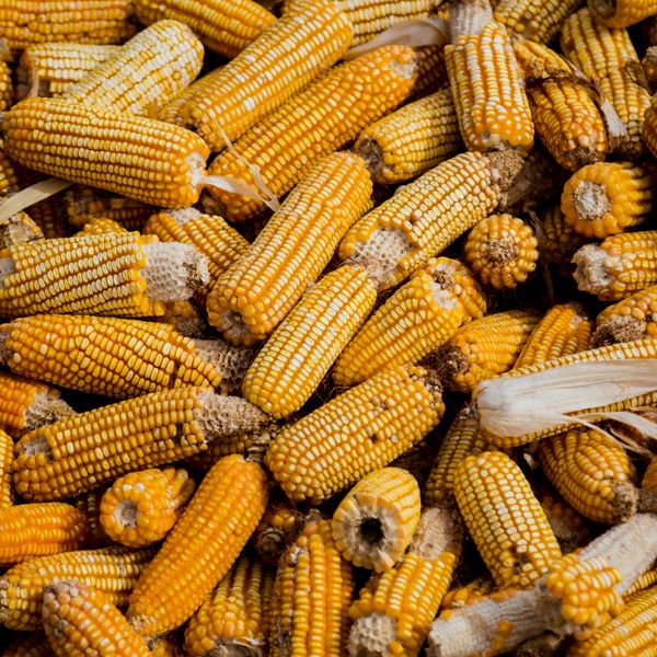Fermented Corn