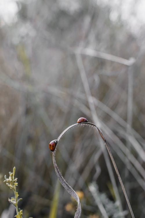 Ladybugs on a Dry Leaf