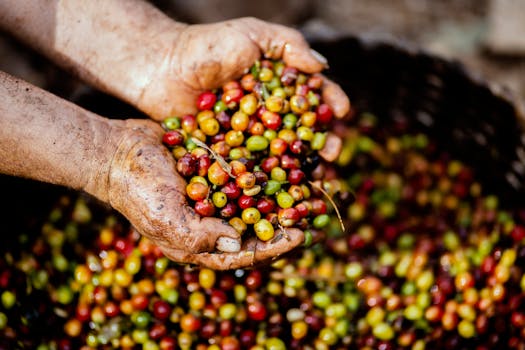 coffee beans image 3
