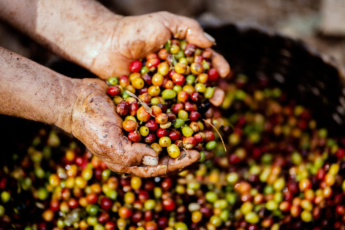 Aneka Buah Di Tangan Orang