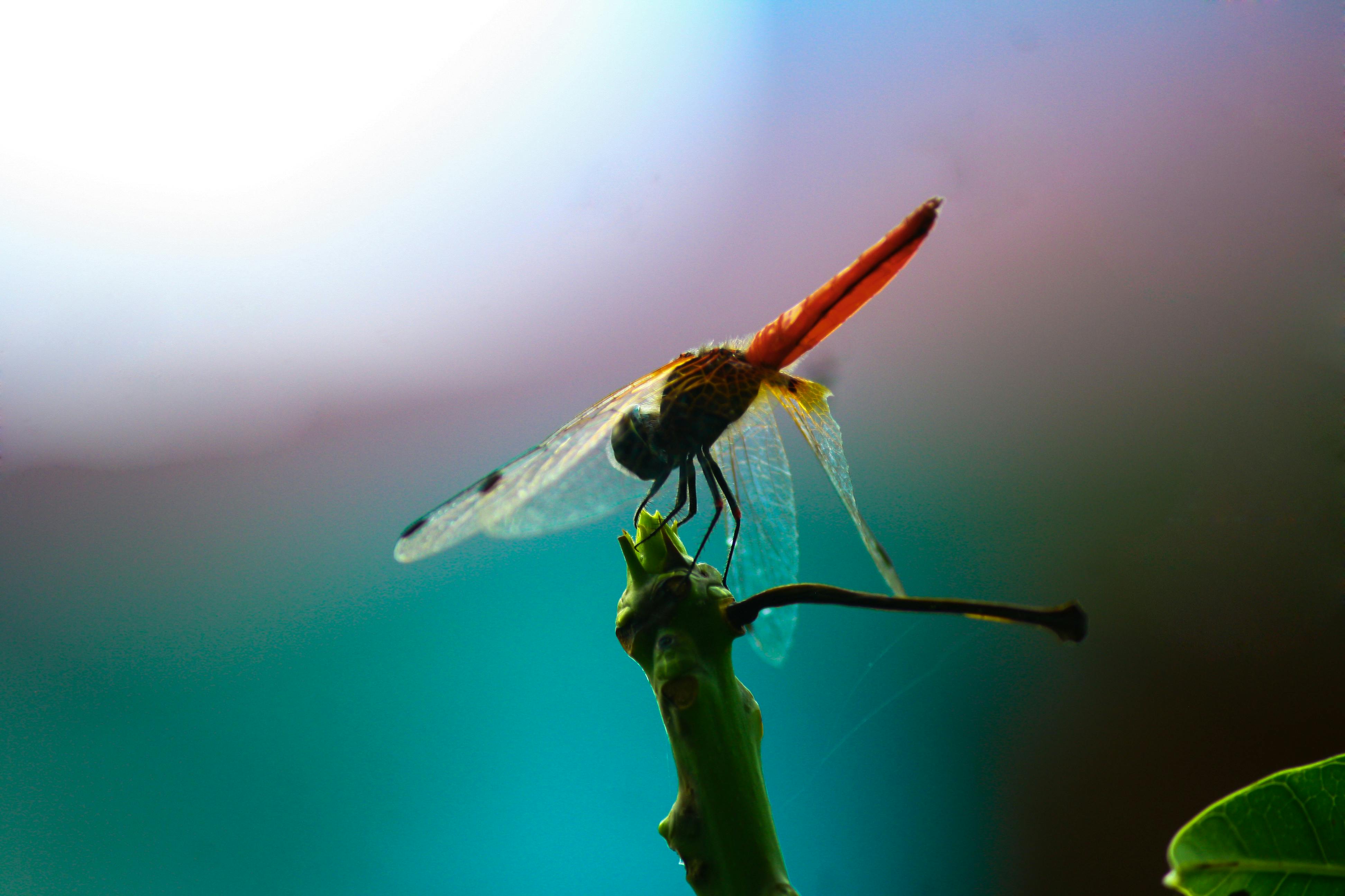 Free stock photo of dragonflies, dragonfly, mother nature