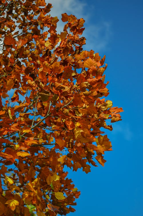 Photos gratuites de automne, ciel bleu, érable