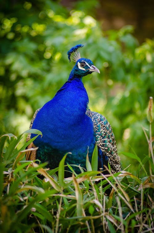 Free Blue Peacock on Green Grass Field in Macro Photography Stock Photo