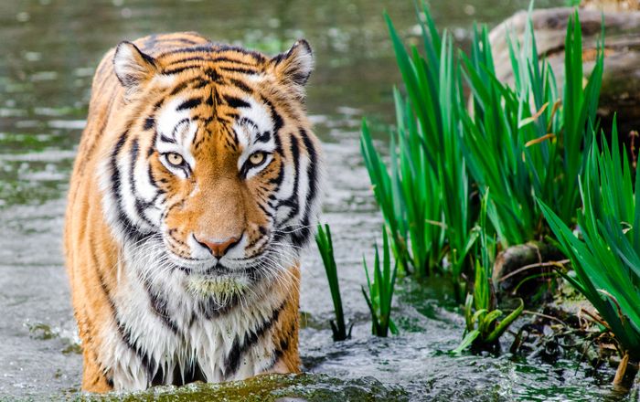 In-Sync Exotics Wildlife Rescue
